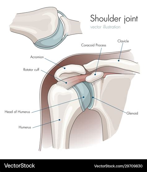 Anatomy shoulder joint labeled Royalty Free Vector Image