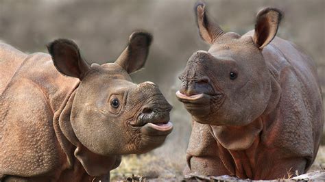 Two young armored rhinoceroses, Rhinoceros unicornis, India | Windows Spotlight Images