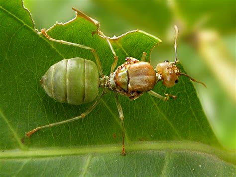 Queen ant 2 | Oecophylla smaragdina: Weaver ant queen. | Ian Jacobs | Flickr