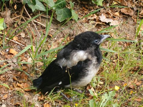 Überraschungsbesuch - Meisengezwitscher - Naturblog