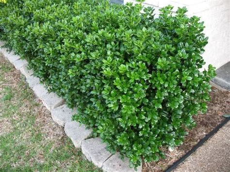 Dwarf Burford Holly ( ilex cornuta ) | New Life Nursery & Garden