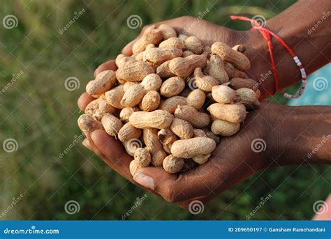 Groundnut Farming in South India Stock Image - Image of nutritious ...