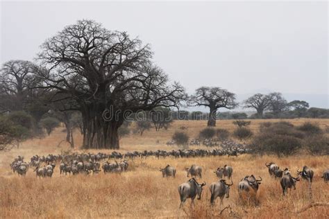 Wildebeest migration stock photo. Image of tourism, travel - 20734362