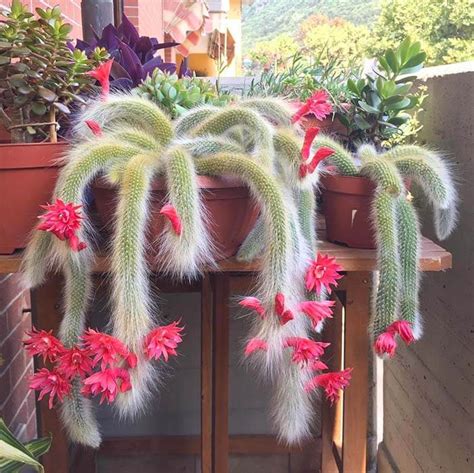 Monkey's Tail Cactus: Care and Propagation Guide