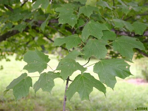 Black maple | The Morton Arboretum