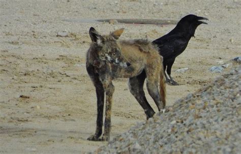 The Coyote And The Crow Photograph by Charles Ray