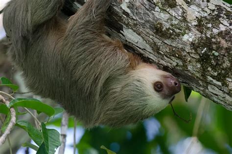 Two Toed Sloth Facts | Anatomy, Diet, Habitat, Behavior - Animals Time