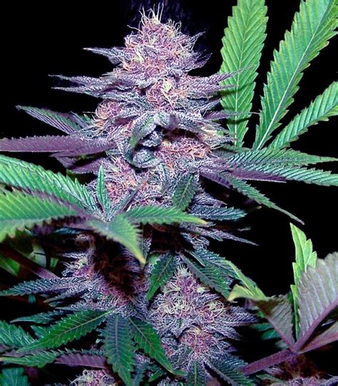 Blue Dream Auto fem cannabis seeds for sale - Herbies