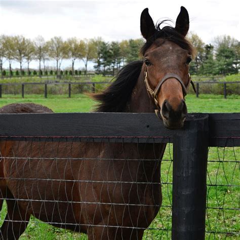 Horse Fencing Ideas and Considerations | Red Brand