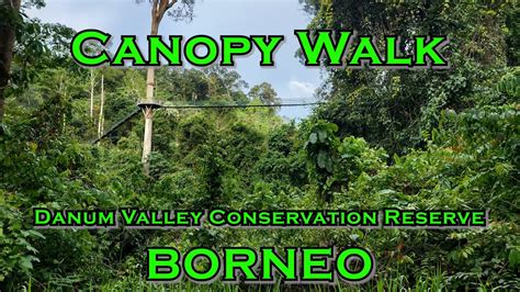 Canopy Walk, Borneo - 03 May 2023 - 4K - YouTube