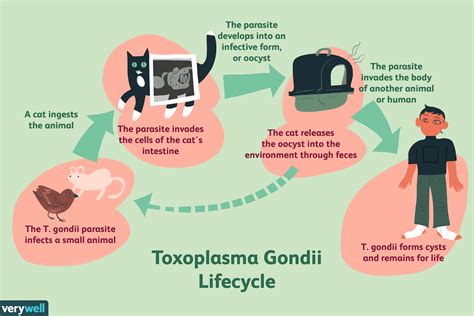 Giardia Parasite Symptoms In Cats | Bruin Blog