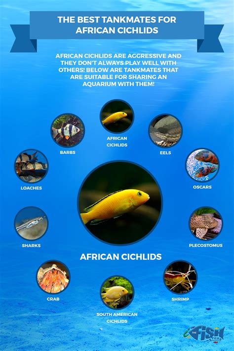 African Cichlids For Sale: The Ultimate Guide To African Cichlids – The iFISH Store