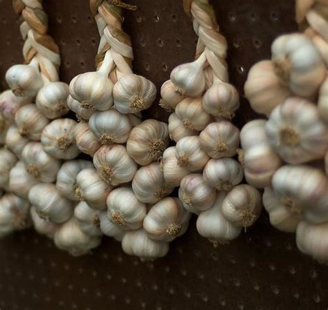 Country Farm and Garden Journal: Braiding Garlic