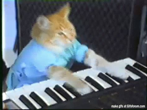 Cat Keyboard GIF - Find & Share on GIPHY