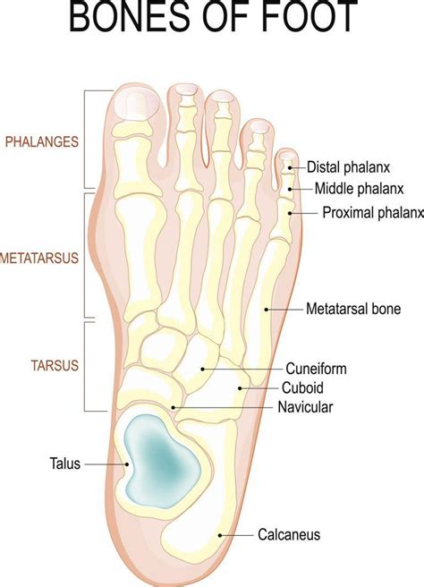 Anatomy Of Plantar Foot