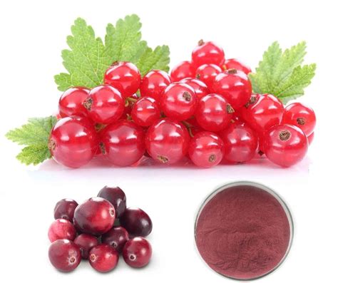 50% Proanthocyanidins by UV Method extracted from Cranberry