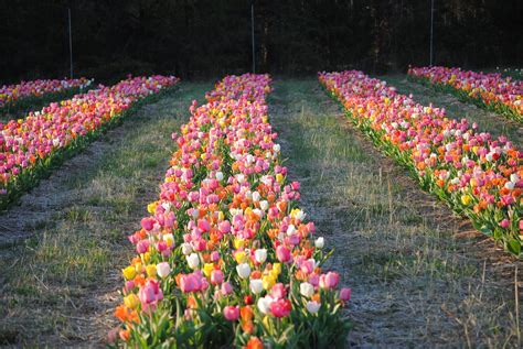 Festival of Spring — Burnside Farms