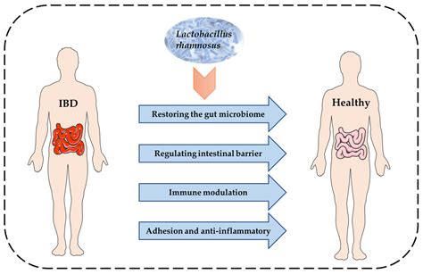 The Potential Therapeutic Role of Lactobacillaceae rhamnosus for ...