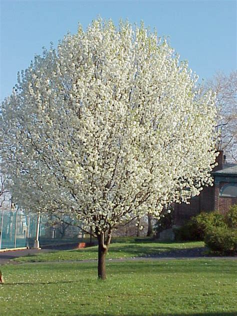 Devotionals 4 Him: Are You an Almug Wood or Bradford Pears?