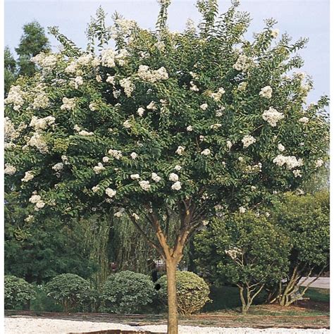 White Natchez Crape Myrtle Flowering Shrub in Pot (With Soil) (L1229) in the Shrubs department ...