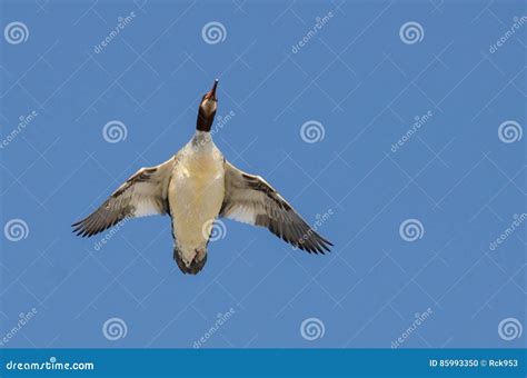 Common Merganser Flying in a Blue Sky Stock Photo - Image of aquatic, nature: 85993350