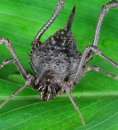 This Spider Could Actually Be the Spawn of Satan | Featured Creature