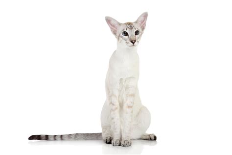 Oriental Shorthair Cat Breed Profile Litter-Robot | atelier-yuwa.ciao.jp