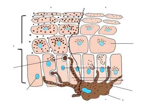 Melanocytes Diagram