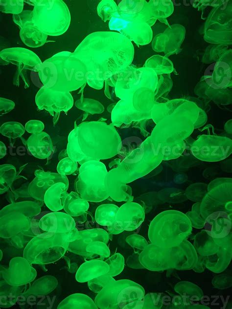 Glowing Green Jellyfish Swarm Underwater 38967850 Stock Photo at Vecteezy