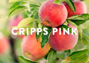 Cripps Pink – Tangara Nursery