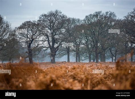 Richmond Park, London, England Stock Photo - Alamy