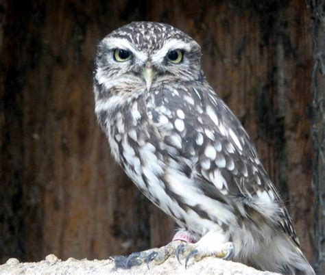 Little Owl at Small Breeds Farm and Owl... © Christine Matthews cc-by-sa/2.0 :: Geograph Britain ...