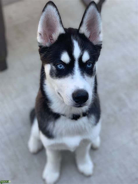 PureBred Siberian Husky - Stud Dog in Chicago land area, the United ...