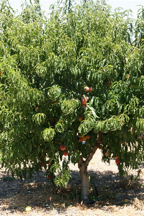 California Peach Tree Free Stock Photo - Public Domain Pictures