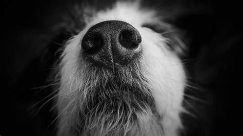 6 stinking cool facts about dog noses | NOVA | PBS