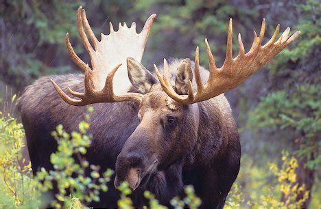 Alaskan Moose Facts, Distribution, Habitat, Size, Pictures