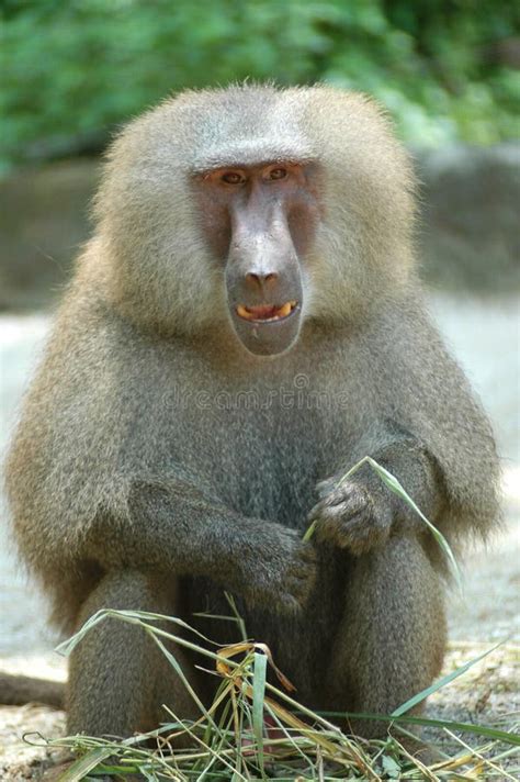 8+ Smiling baboon Free Stock Photos - StockFreeImages