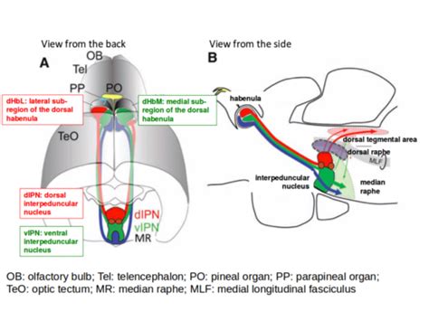 zebrafish-brain-diagram - Science Connected Magazine