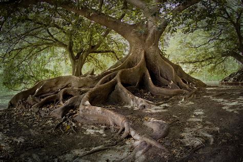 Para los amantes del Jardín: Hoy escribiré sobre el Ombú – infopico.com