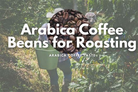 Arabica Coffee Beans for Roasting, Arabica Coffee Taste: A Complete ...