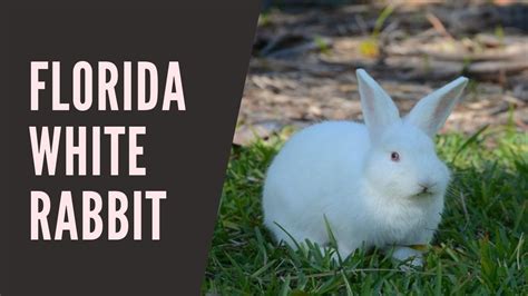 Best 10 Florida White Rabbit Facts, lifespan, personality - Zoological ...