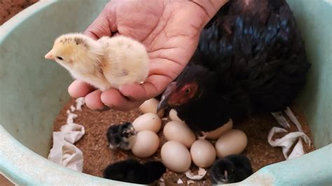 Baby chick hatching/Chicken hatching eggs naturally/mother and chick ...