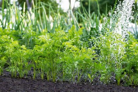 10 Tips For The Perfect Carrot From Your Garden