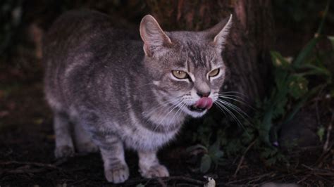 Feral cats are literally eating all of Australia’s wildlife | Grist