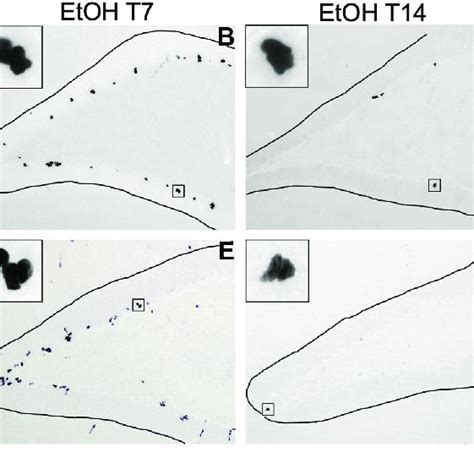 | Cellular proliferation markers are increased following 7 or 14 days... | Download Scientific ...