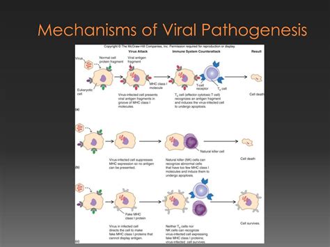 PPT - Host-Microbe Interactions PowerPoint Presentation, free download - ID:6105865