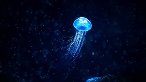 HD wallpaper: jellyfish, cnidaria, marine invertebrates, marine biology ...