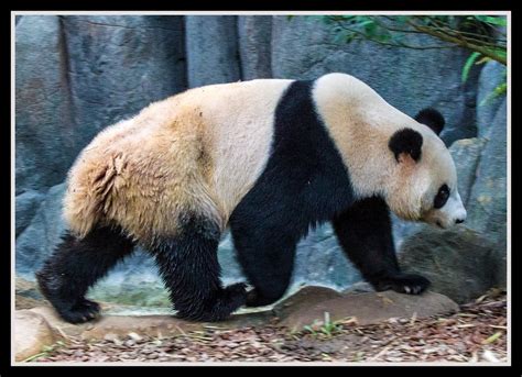 Singapore Zoo Panda_03= | Singapore Zoo Panda | John | Flickr