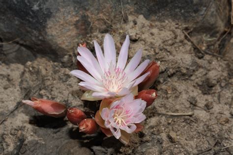 File:Lewisia rediviva 9789.JPG - Wikimedia Commons