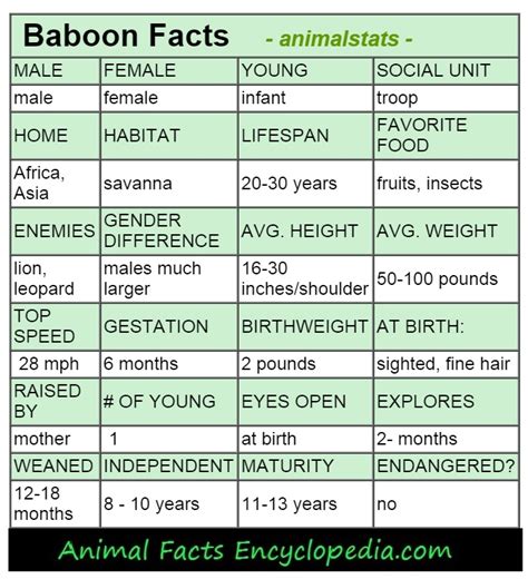 Baboon Facts - Animal Facts Encyclopedia